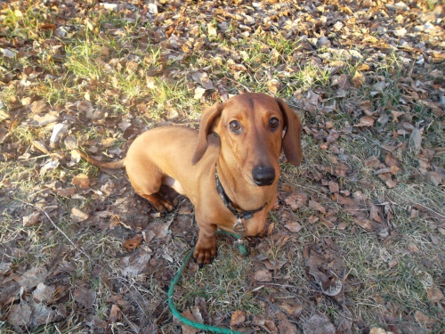 �t�n� jezev��ka